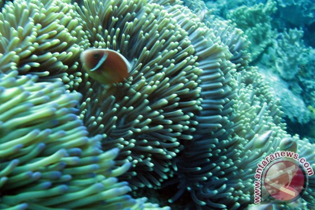 Australia gandeng LIPI petakan terumbu karang Indonesia