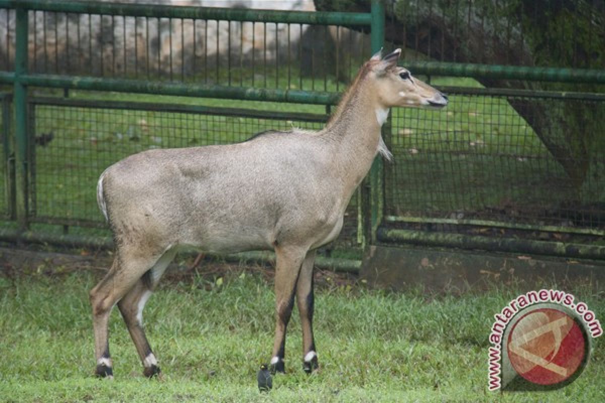 Seekor kijang di Kebun Binatang Surabaya mati