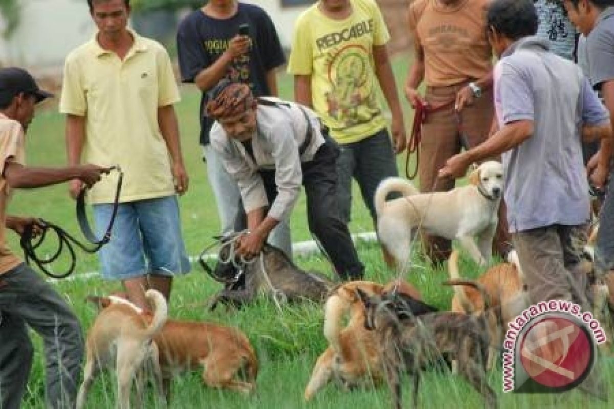 Porbi Bengkulu gelar adu bagong