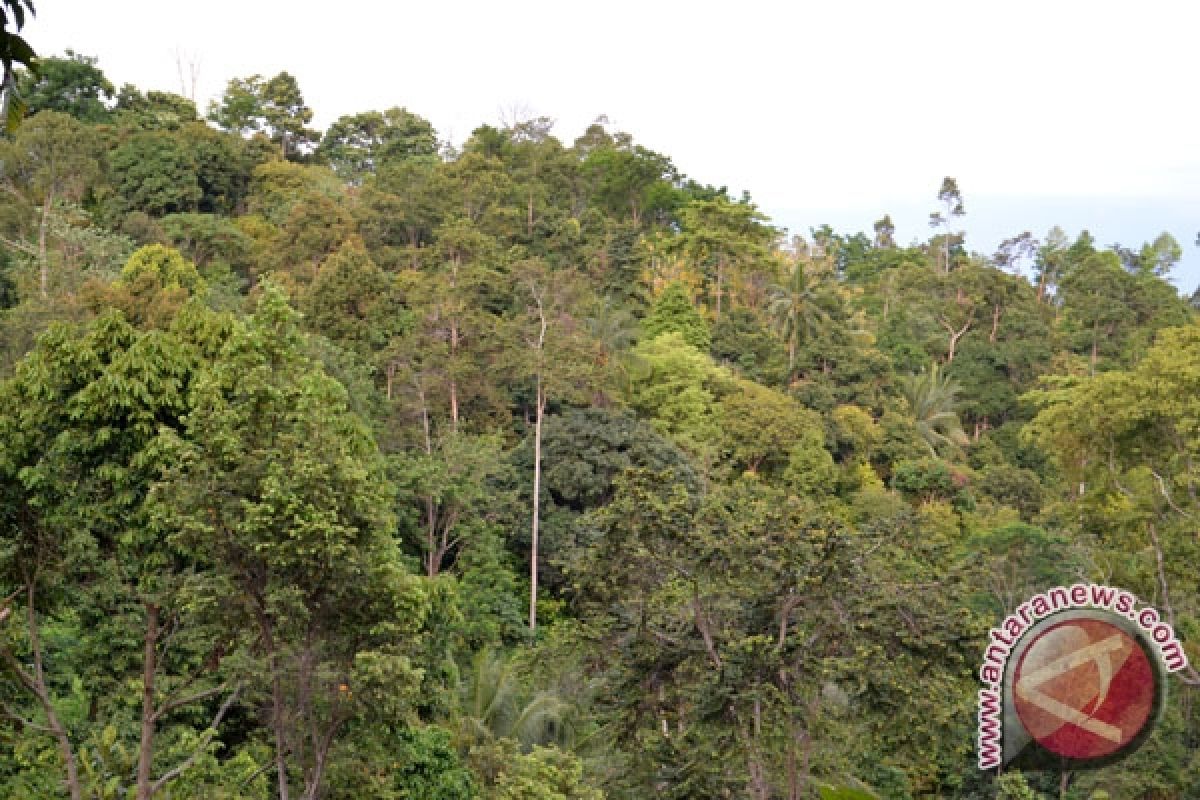 Lampung Selatan Tanam 400 Pohon Tembesi