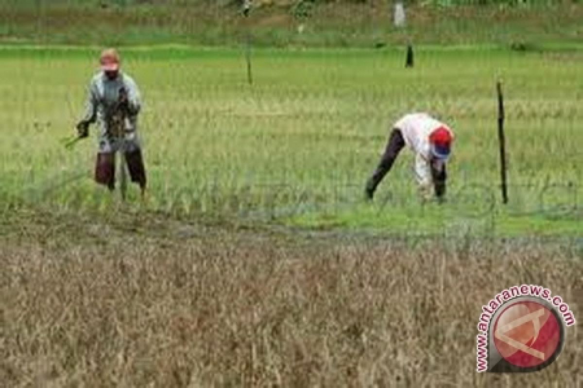 Petani Keluhkan Serangan Hama Burung Dan Keong