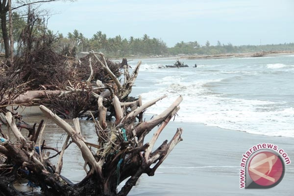 Pantai rawan abrasi jadi sasaran penghijauan