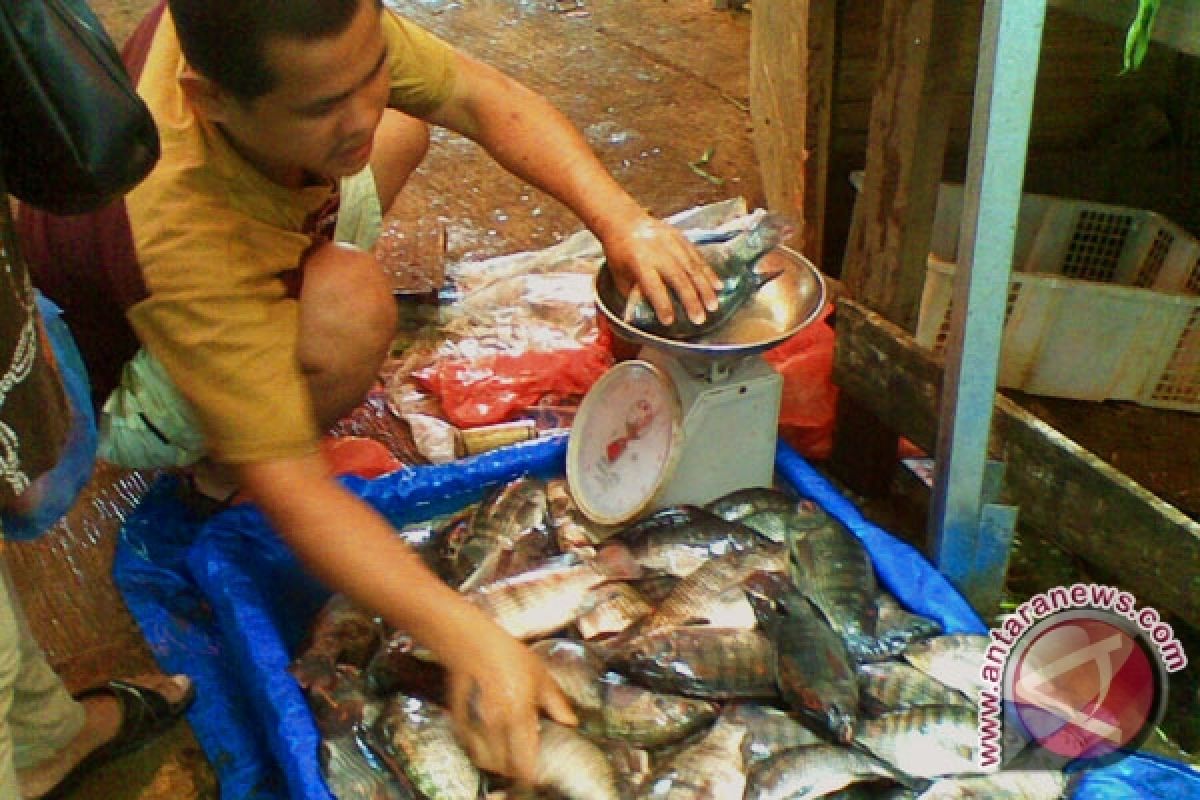  Ikan air tawar banyak dijual pedagang
