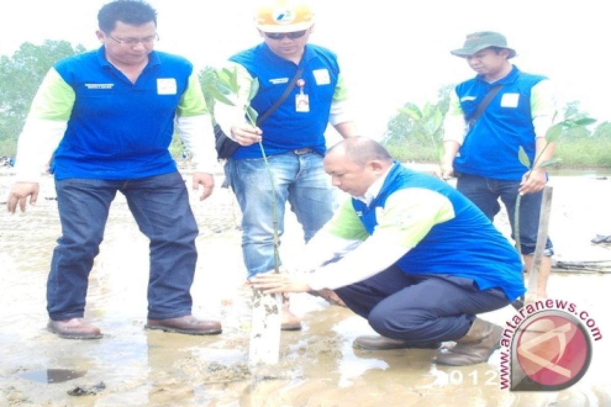 Pertamina EP Sangatta Tanam 2.500 Mangrove