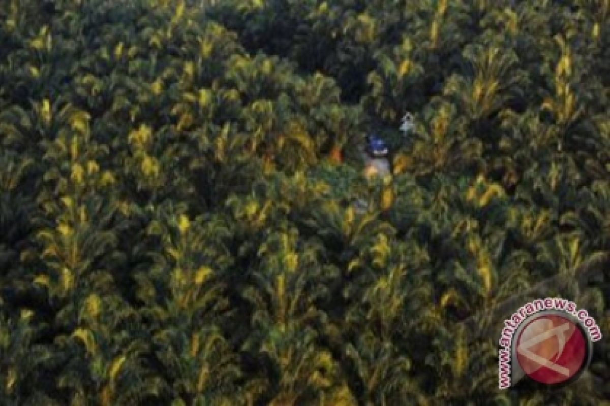 Tanah Laut Miliki Potensi Karet dan Kelapa Sawit