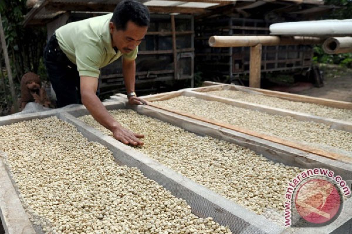 Kopi luwak Meranti terkendala pemasaran