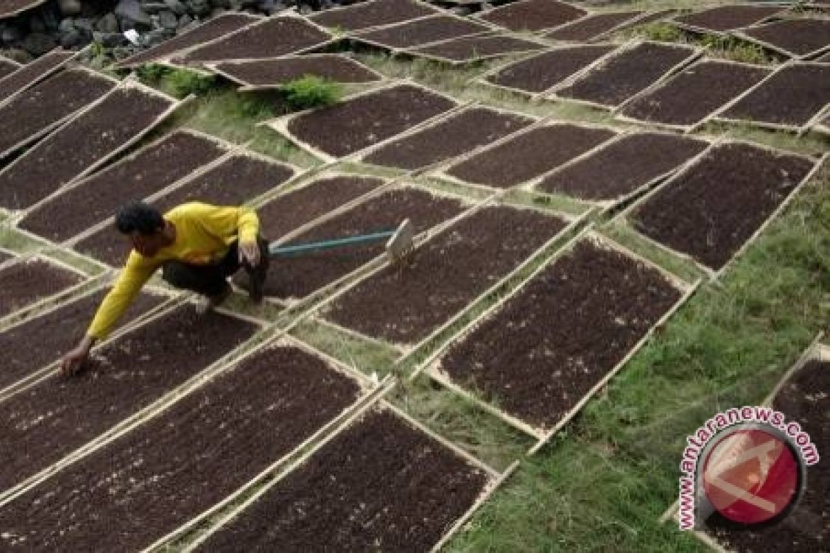 Harga Cengkih Di Tingkat Petani Turun 