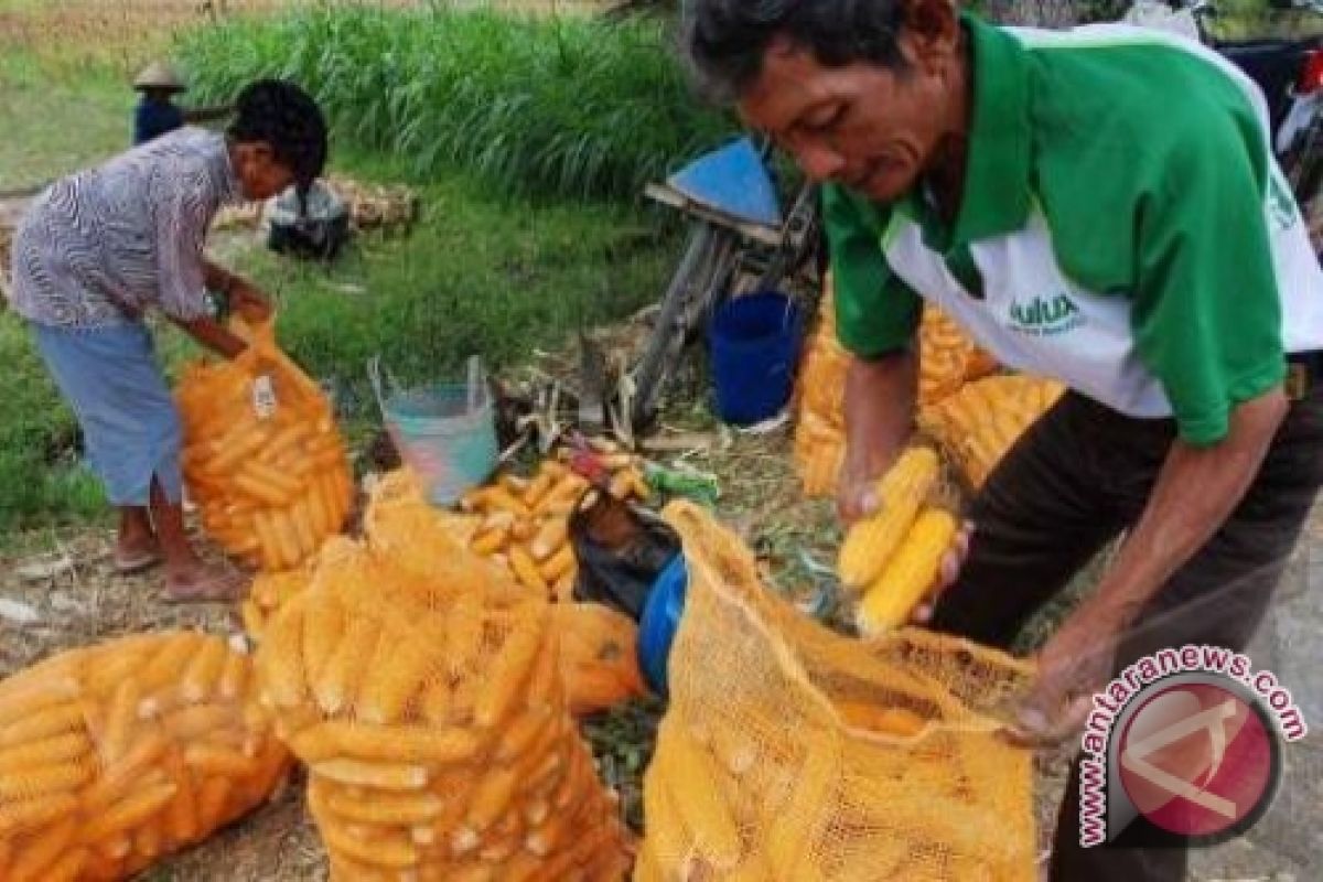 Petani Mura kesulitan pasarkan hasil panen jagung