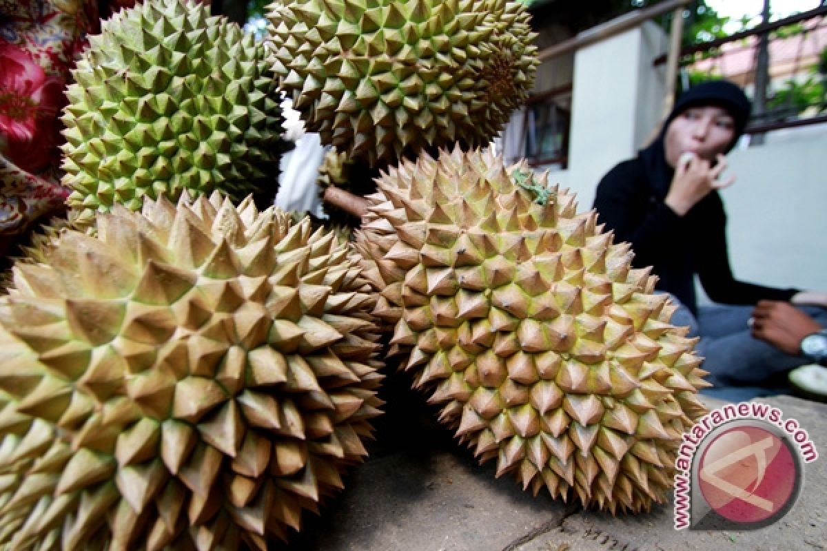 Banjaroya-petani diminta membuat MoU sentra durian