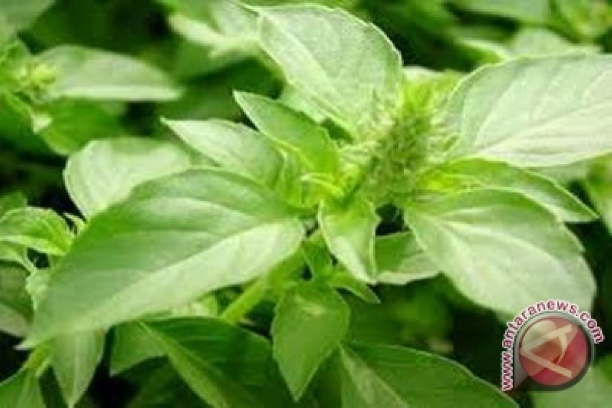 PKM UNY manfaatkan kemangi buat permen herbal