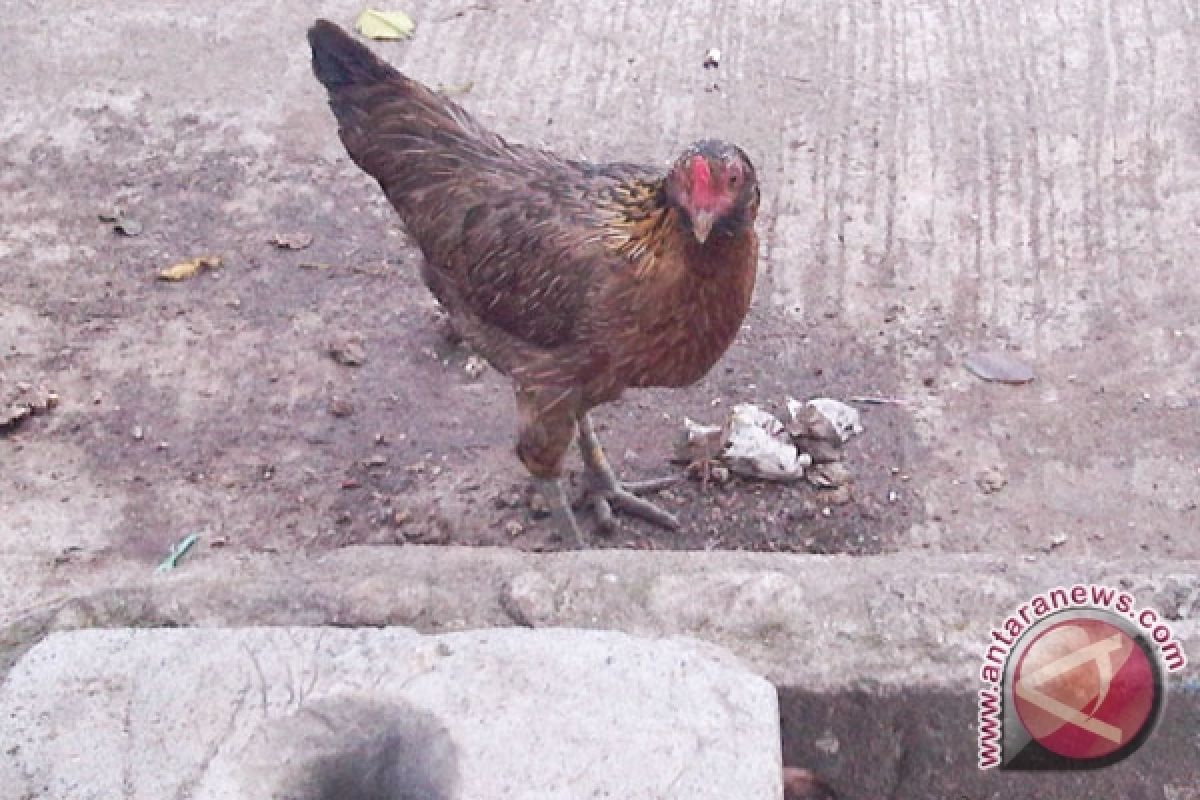 Harga ayam kampung naik 50 persen