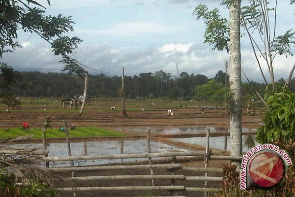 Mukomuko siapkan lahan penangkaran benih padi