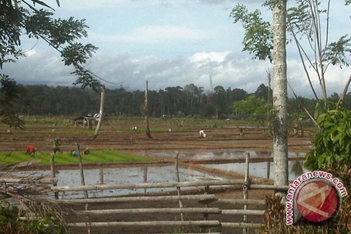 Areal persawahan di Seluma jadi kebun sawit