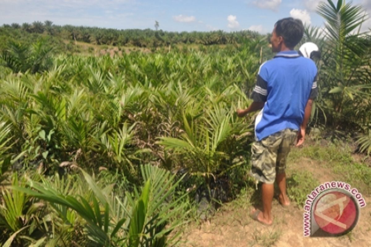 Tanaman Kelapa Sawit Diserang Landak