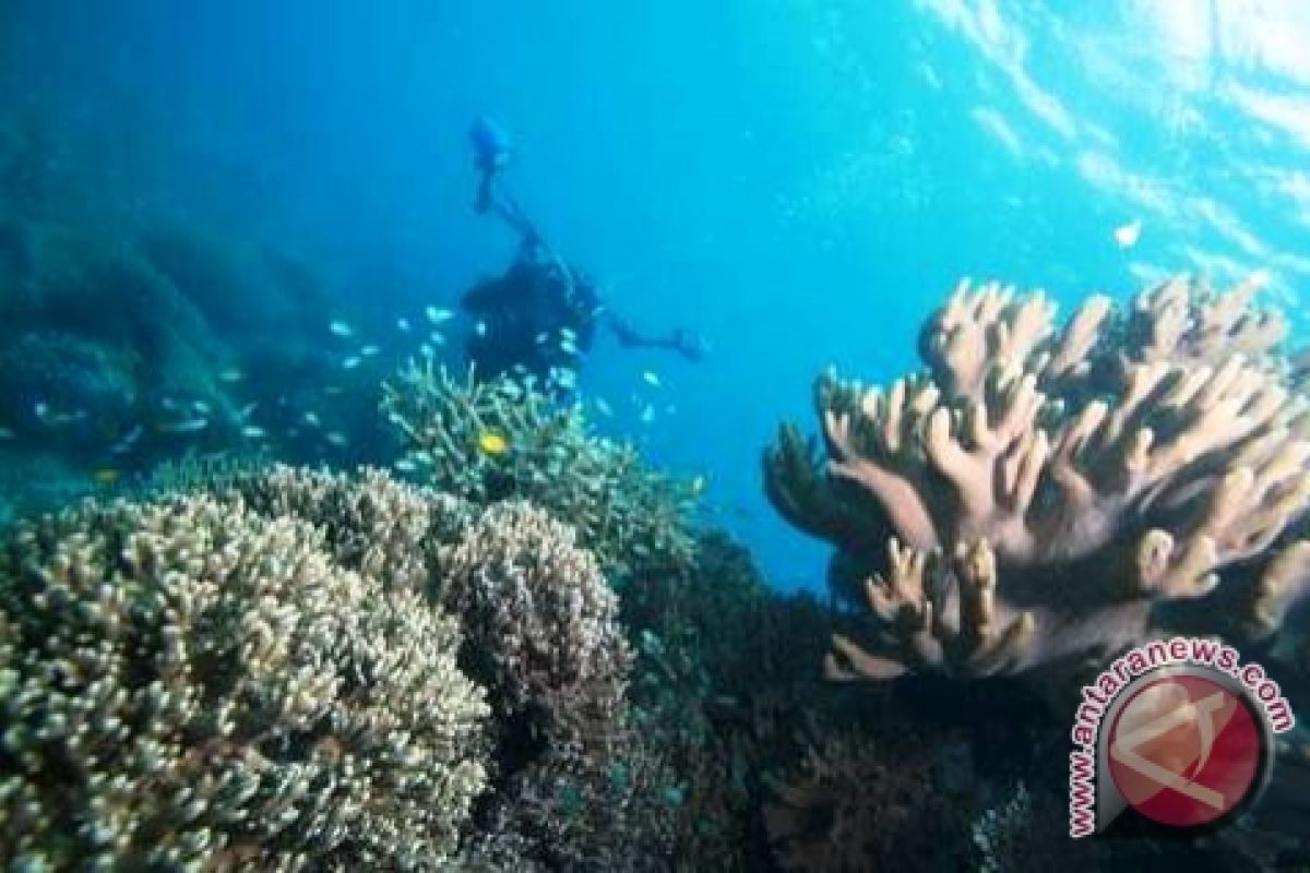 FTJ promosi wisata bawah laut