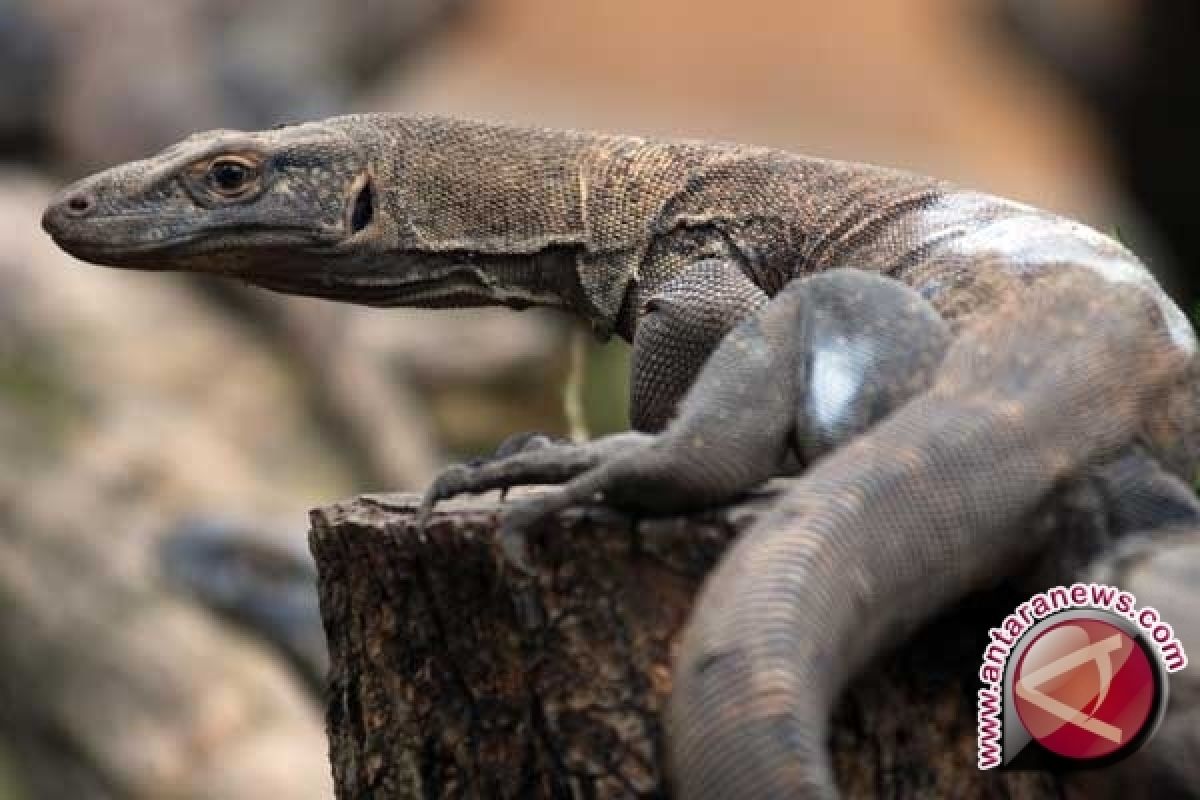 Kupang Sambut Sail Komodo