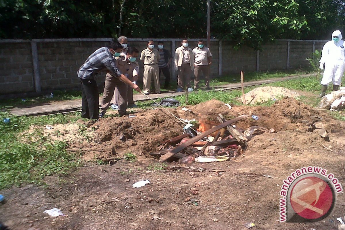 Karantina Pontianak Musnahkan Daging Babi Diduga Ilegal 