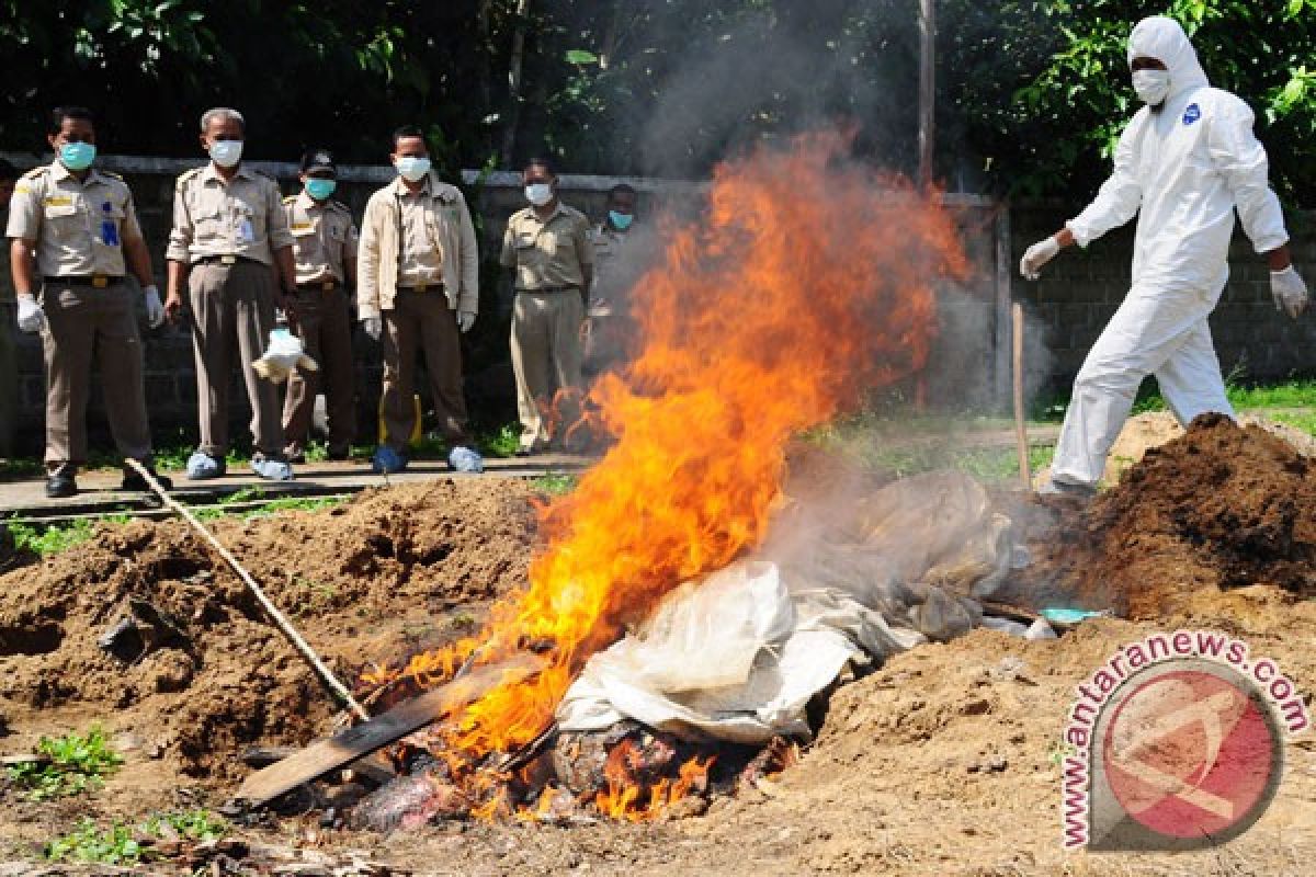 Ratusan kilogram daging ilegal dimusnahkan