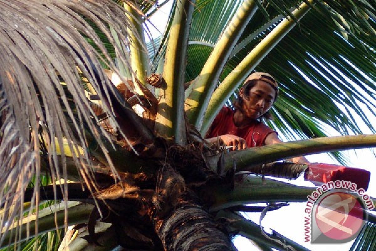 Aceh canangkan gerakan menanam kelapa