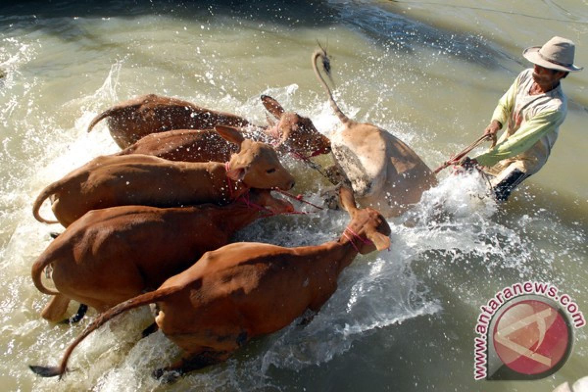 Bisnis sapi madura sangat menjanjikan