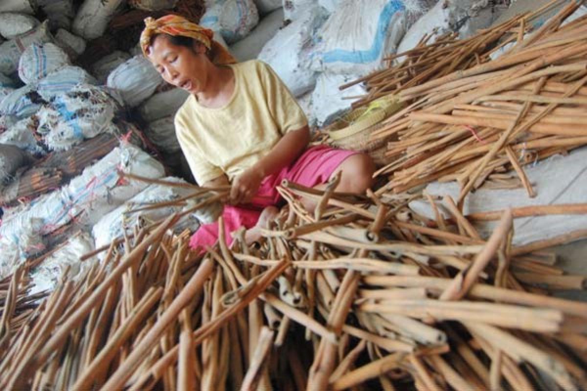 Kalah berharga dari cengkih, kayu manis terancam tinggal kenangan