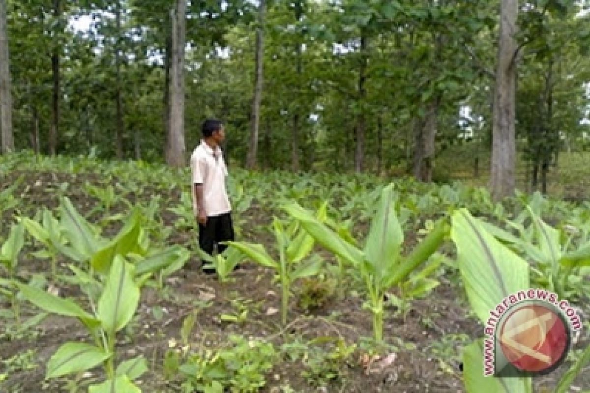 Tanjabtim  targetkan 7.000 hektare hutan PHBM