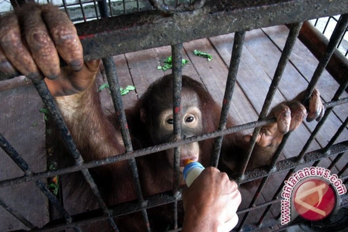 Penjualan Orangutan digagalkan