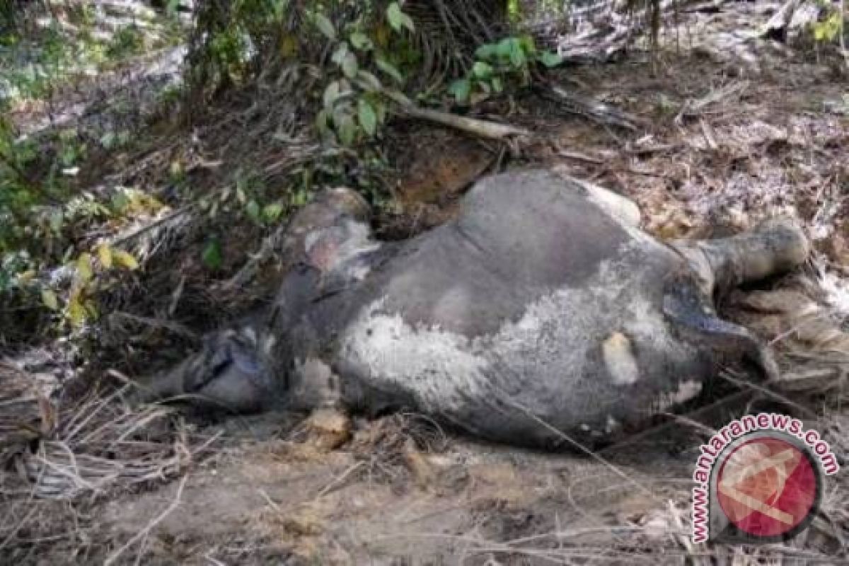 10 kasus pembunuhan gajah belum diinvestigasi