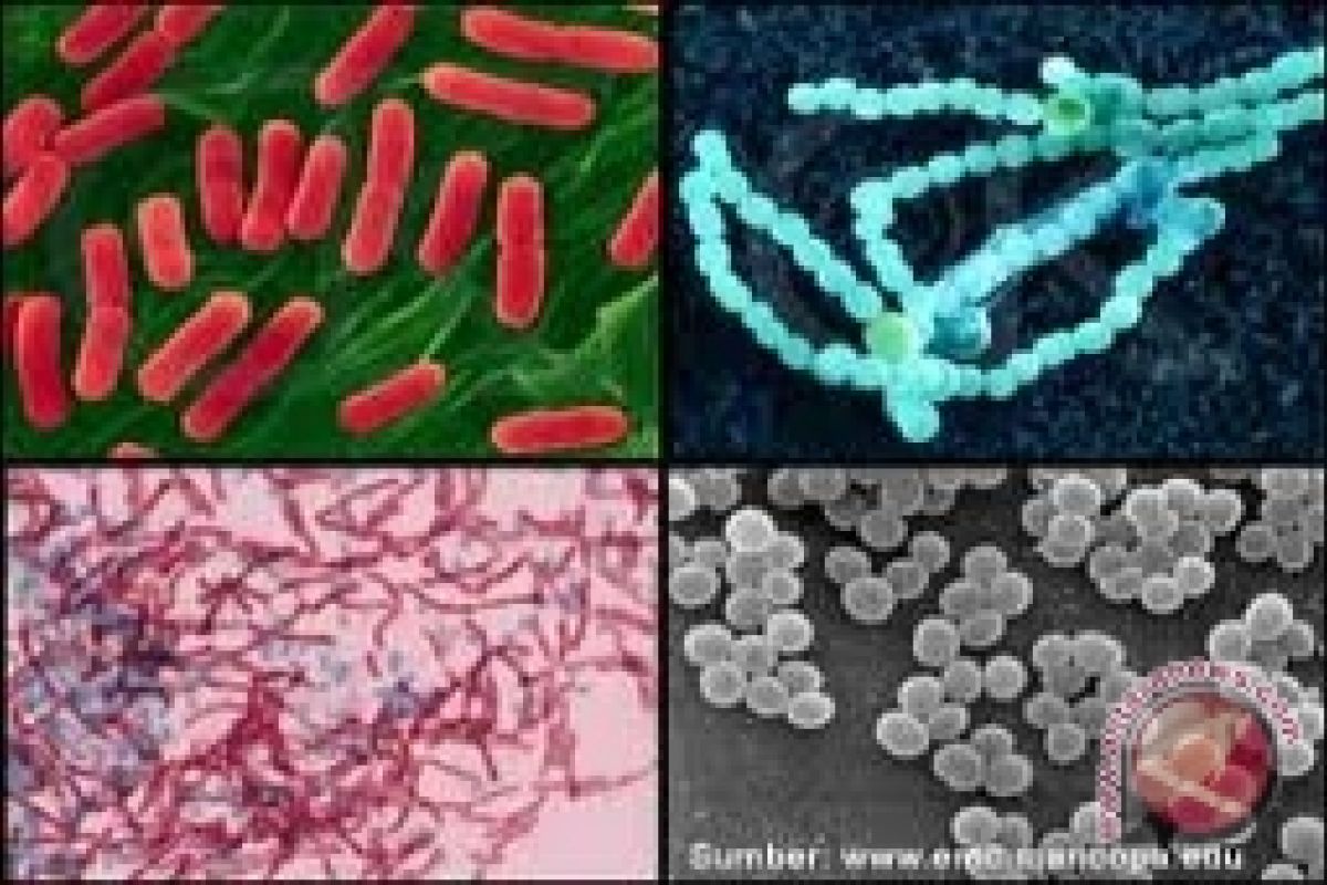 Perbedaan virus dengan bakteri
