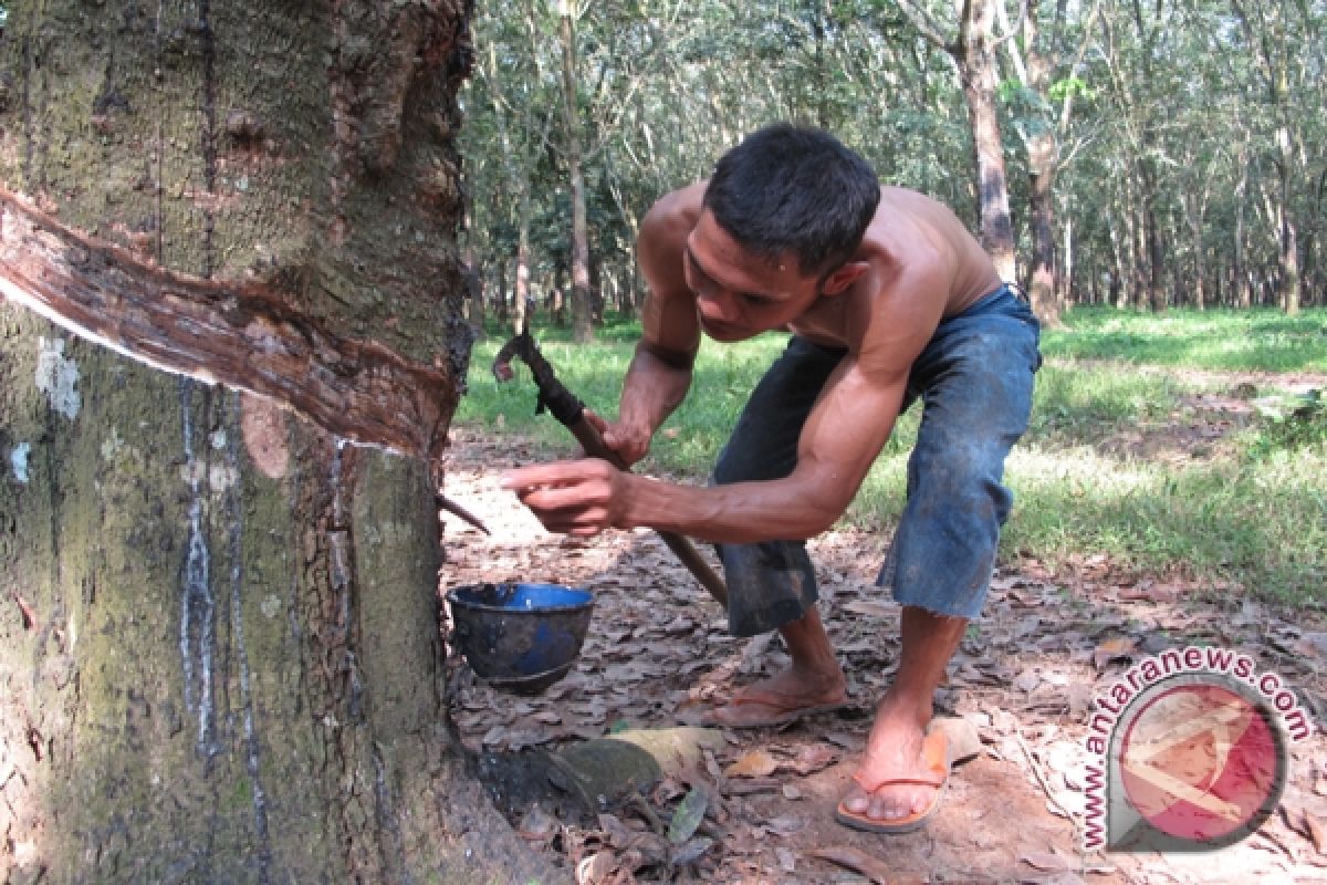 Harga karet mulai naik, petani bergembira