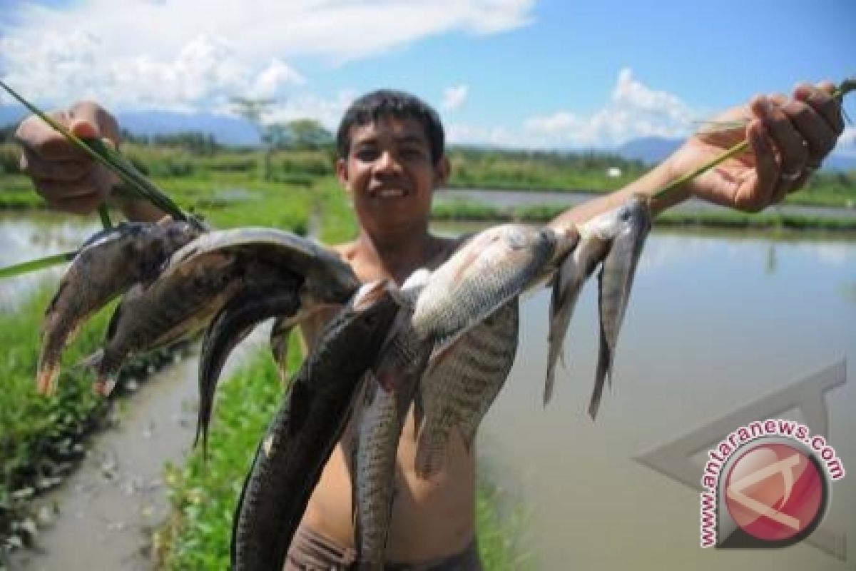 OKI tebar 4.000 bibit ikan gurami