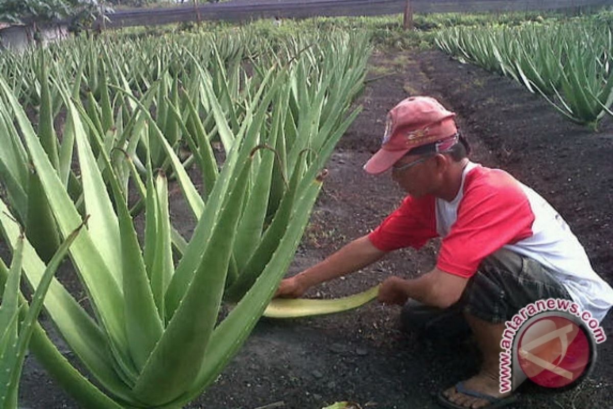 Kalbar Potensial Jadi Pusat Produksi Lidah Buaya