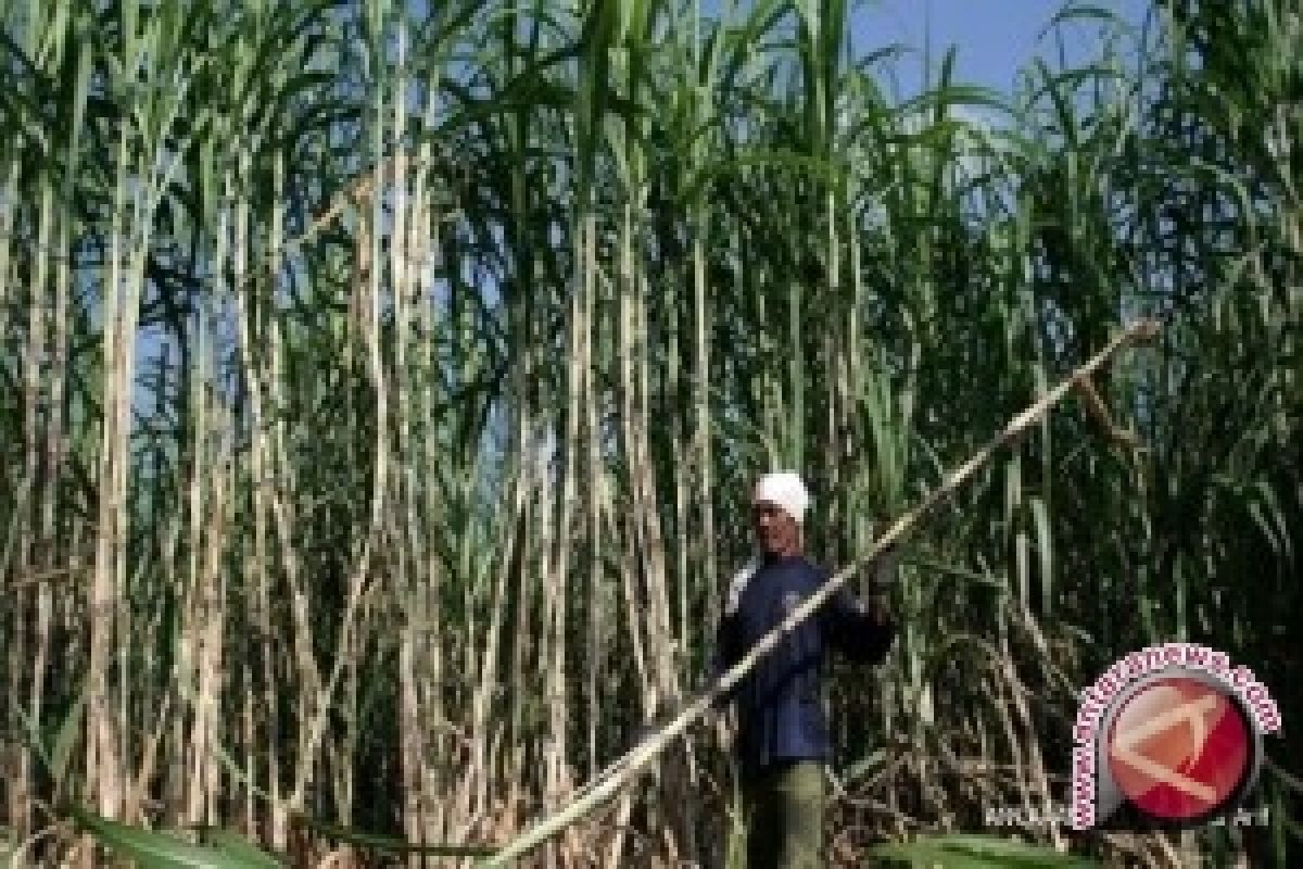 Perusahaan perkebunan harus batasi PHK karyawan 