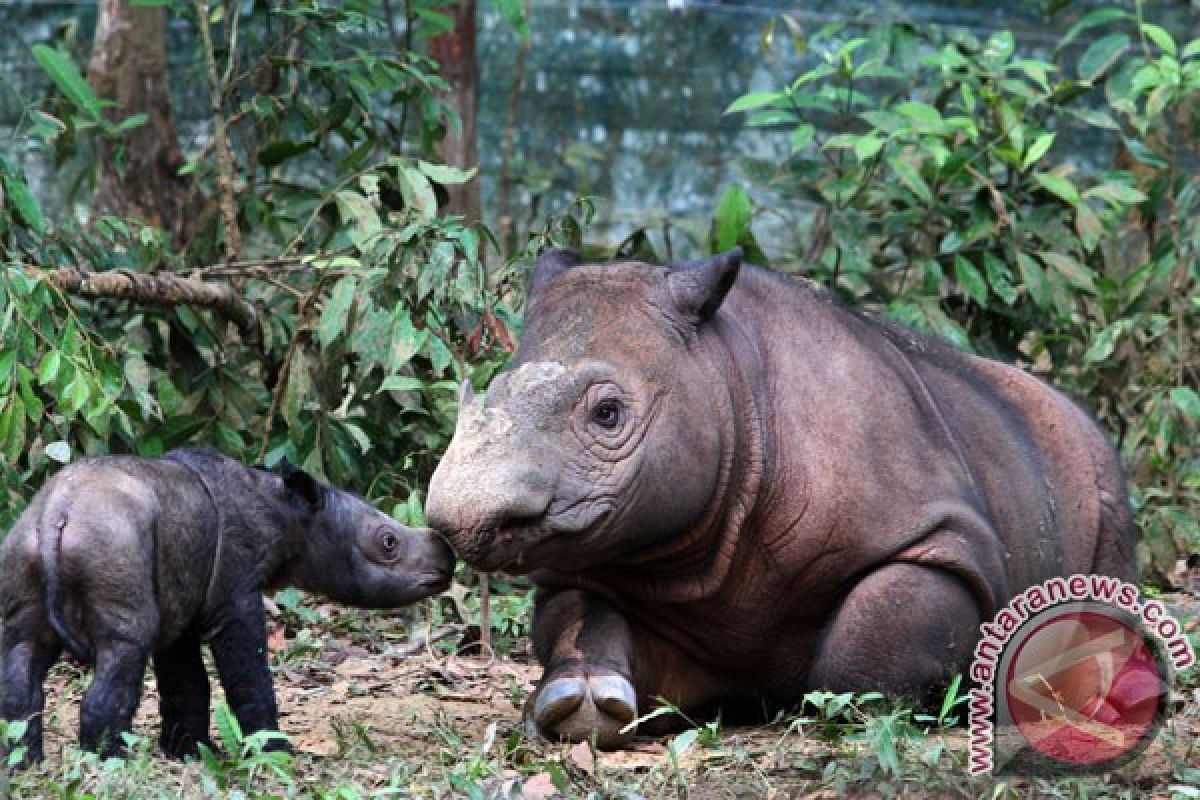 Safari Park celebrates World Rhino Day