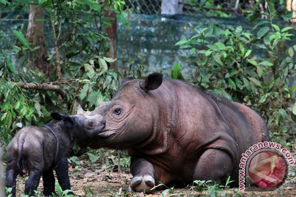 WWF galang dukungan untuk perlindungan badak