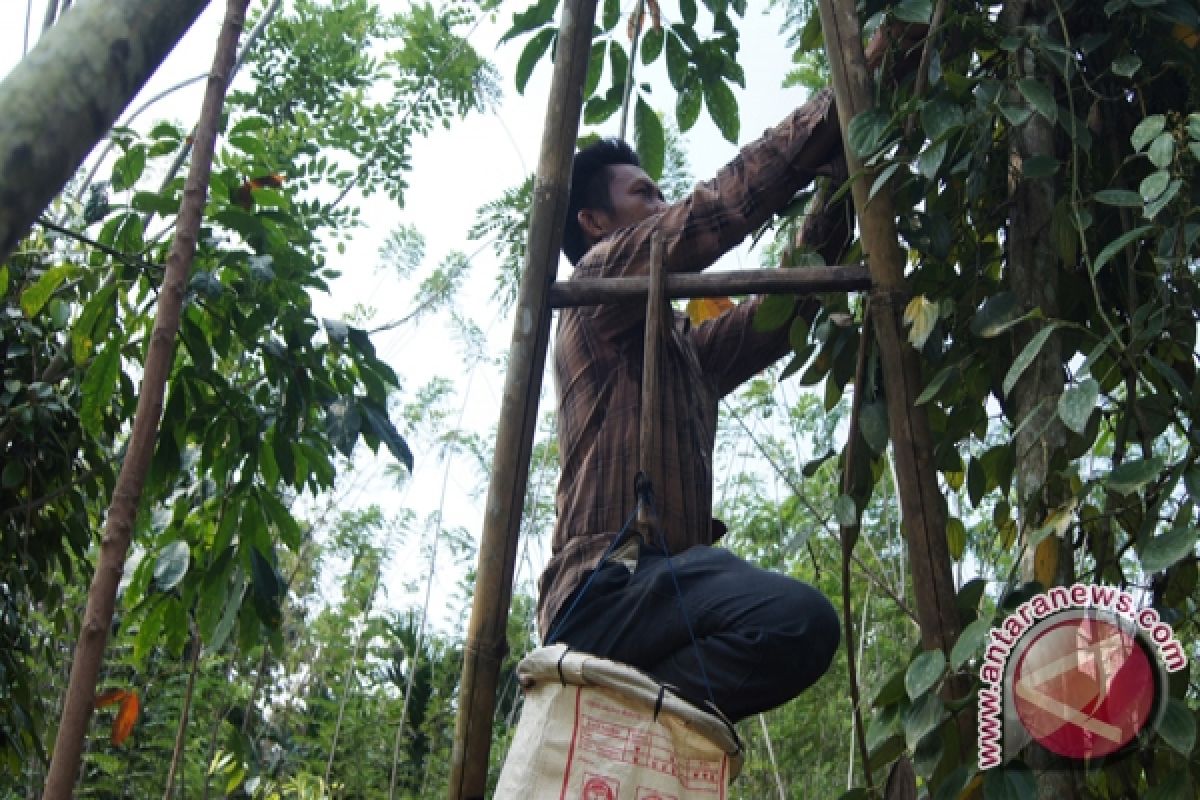 Harga Produk Perkebunan Lampung Naik