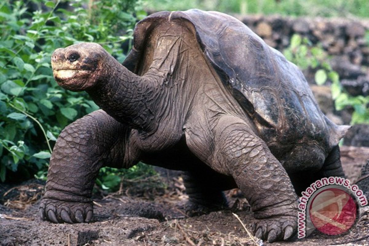 Kura-kura Galapagos muncul kembali