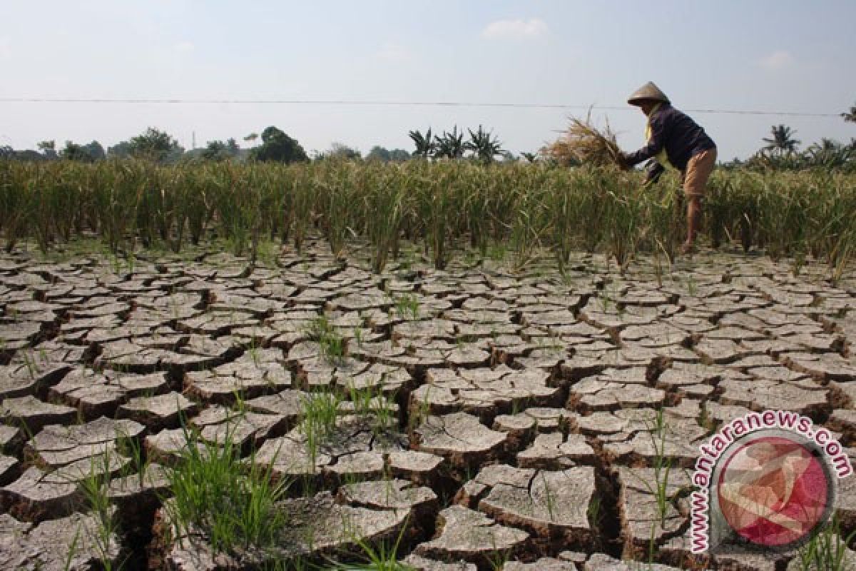 Govt developing programmes to tackle drought 