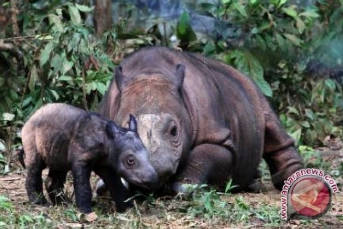 Bayi badak Sumatera memasuki tahap adaptasi 