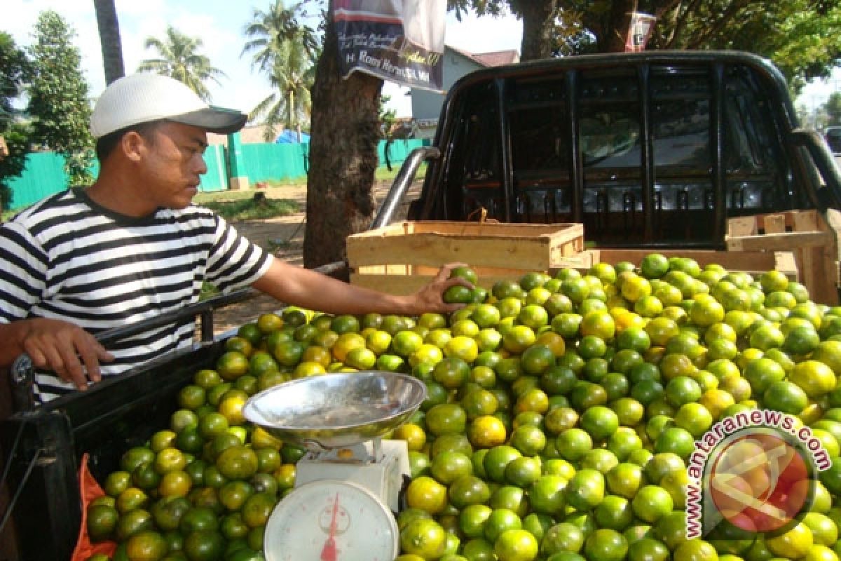 Stok buah jeruk di pasaran melimpah