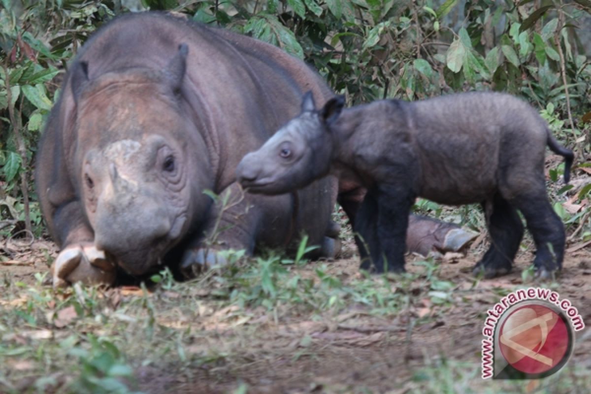 WWF : Populasi Binatang Liar Anjlok