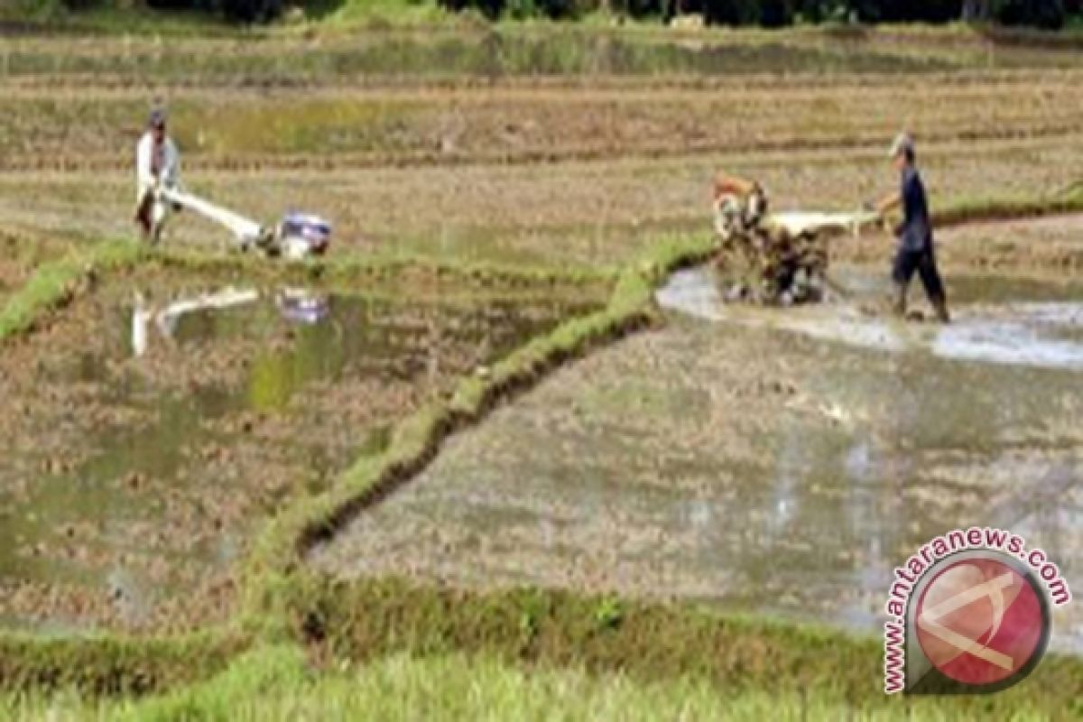 Distan Dan Denzipur Cetak Sawah 1.000 Ha 