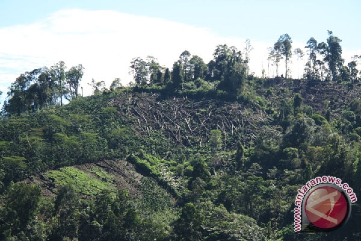 Perambahan meningkat, pengawasan TWA Bukit Kaba diperketat