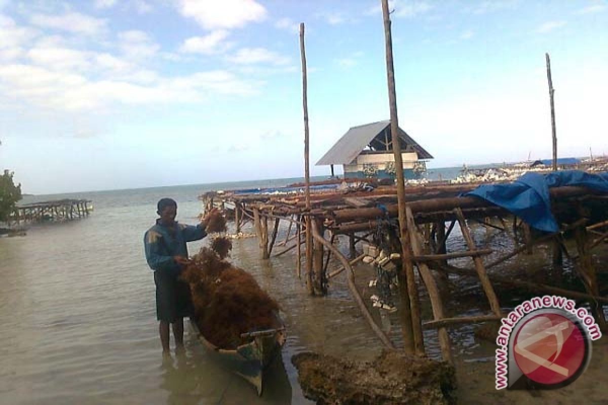 Petani Rumput Laut Wakatobi Kesulitan Peroleh Bibit