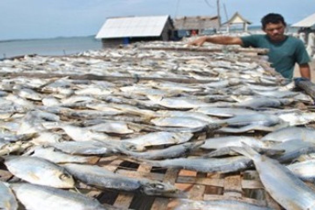 Ikan Tamban Kering/Henky Mohari