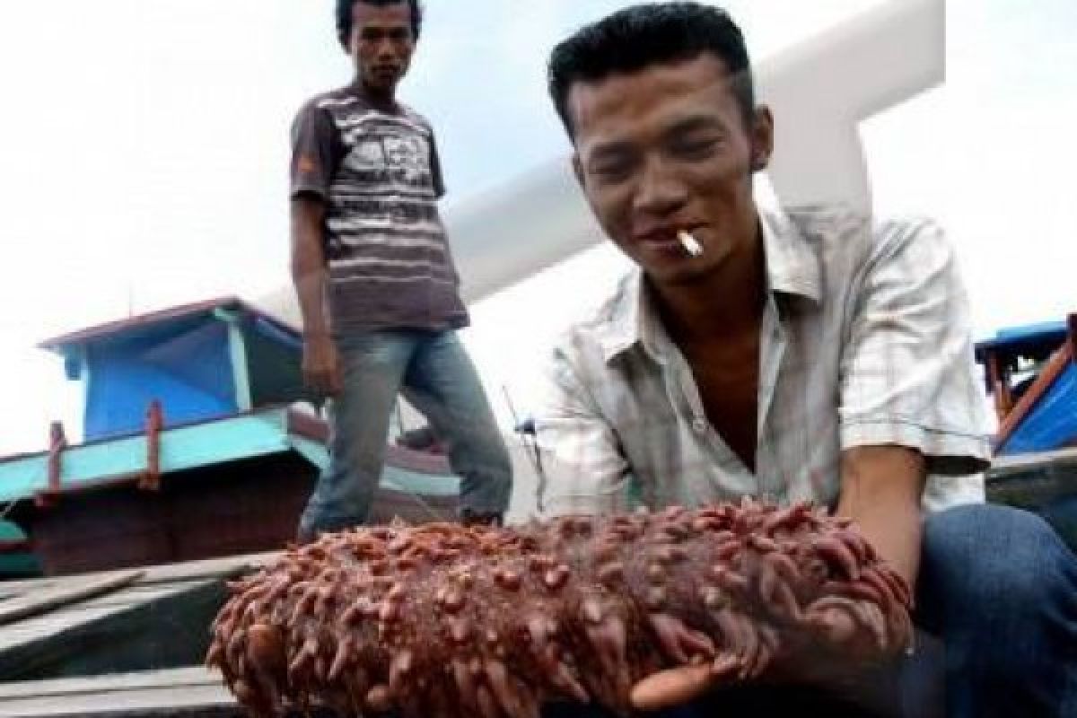 Undip Gandeng Nelayan Karimunjawa Tangkarkan Teripang