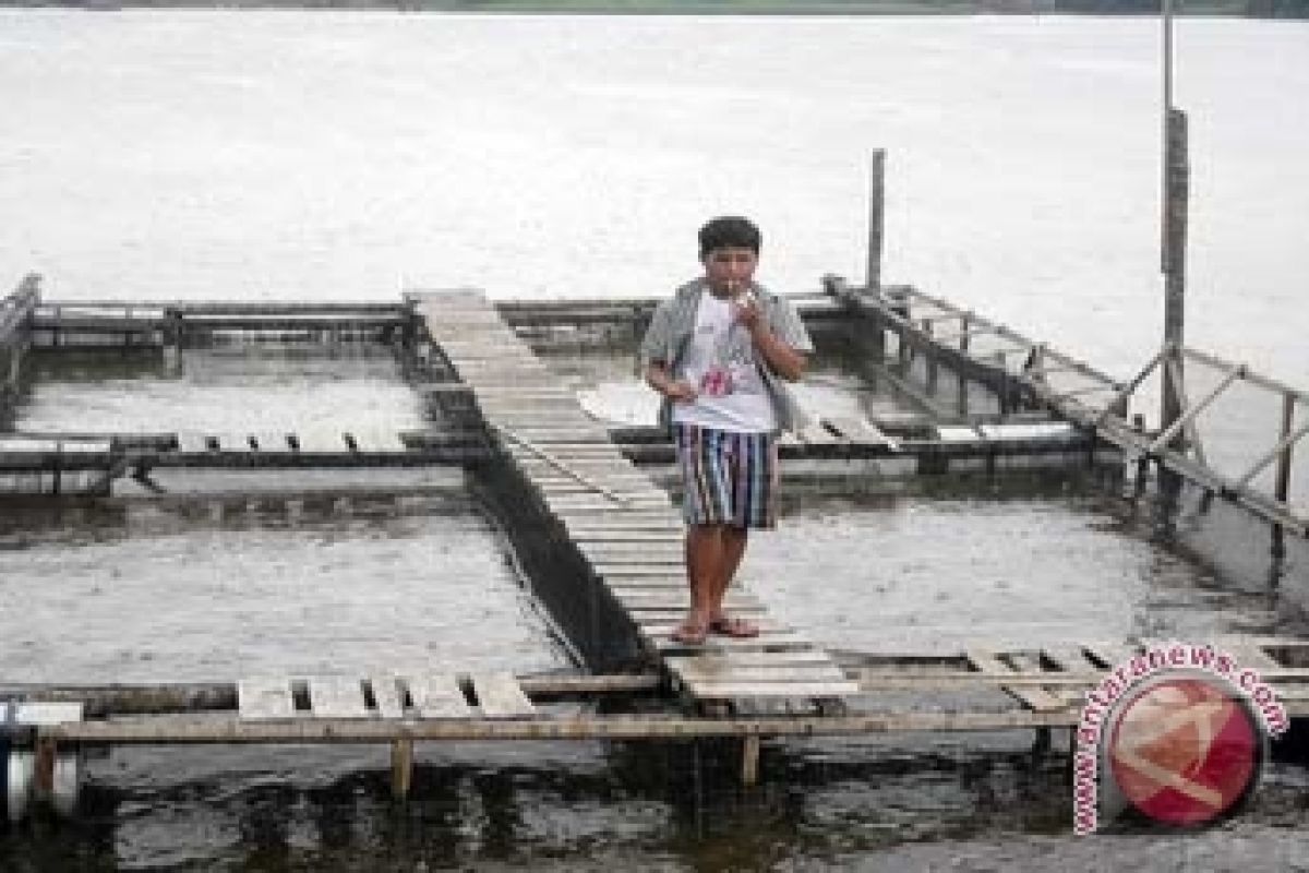 Pemkot Pontianak Bantu Bibit Ikan Bagi Petambak