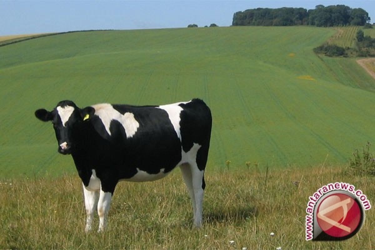 Sapi Betina Dilarang Disembelih