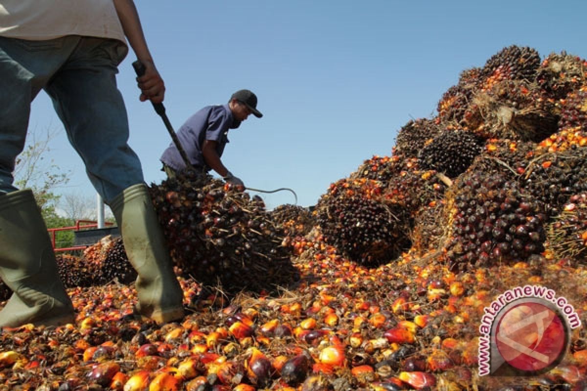 Produksi CPO Indonesia 31 juta ton