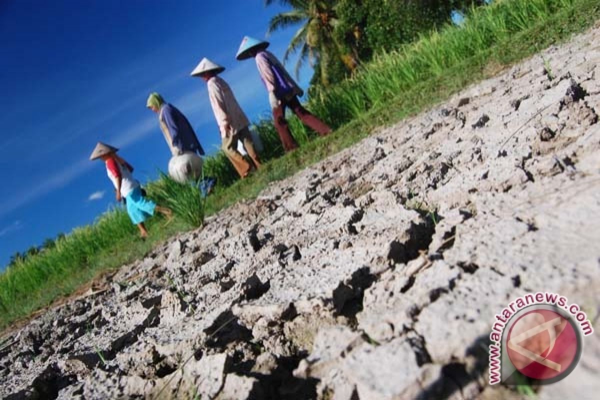 Ratusan ha sawah di Lubuklinggau kekeringan